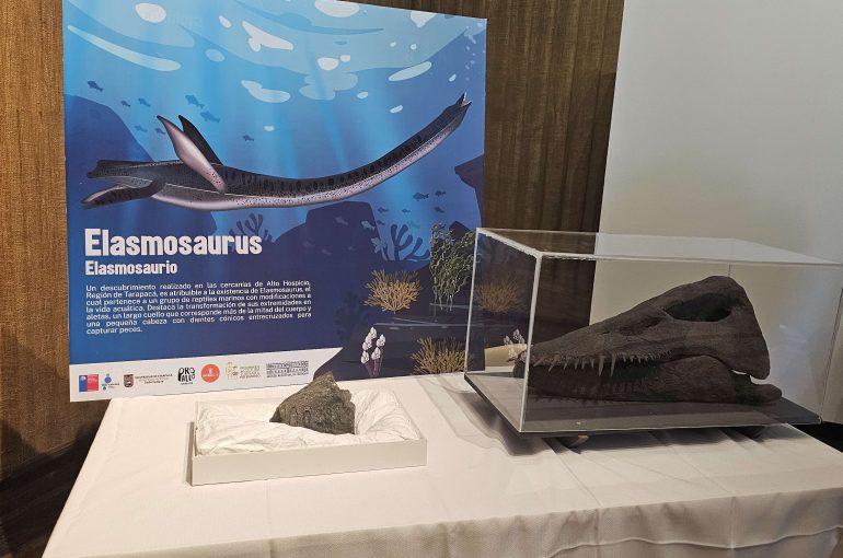 Hallan fósil de mandíbula de elasmosaurio que tendría más de 70 millones de años