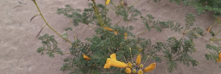 En la Universidad de Atacama preservan y reproducen plantas vulnerables y en peligro del Desierto Florido