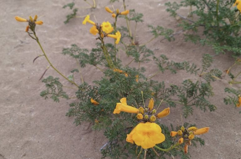 En la Universidad de Atacama preservan y reproducen plantas vulnerables y en peligro del Desierto Florido